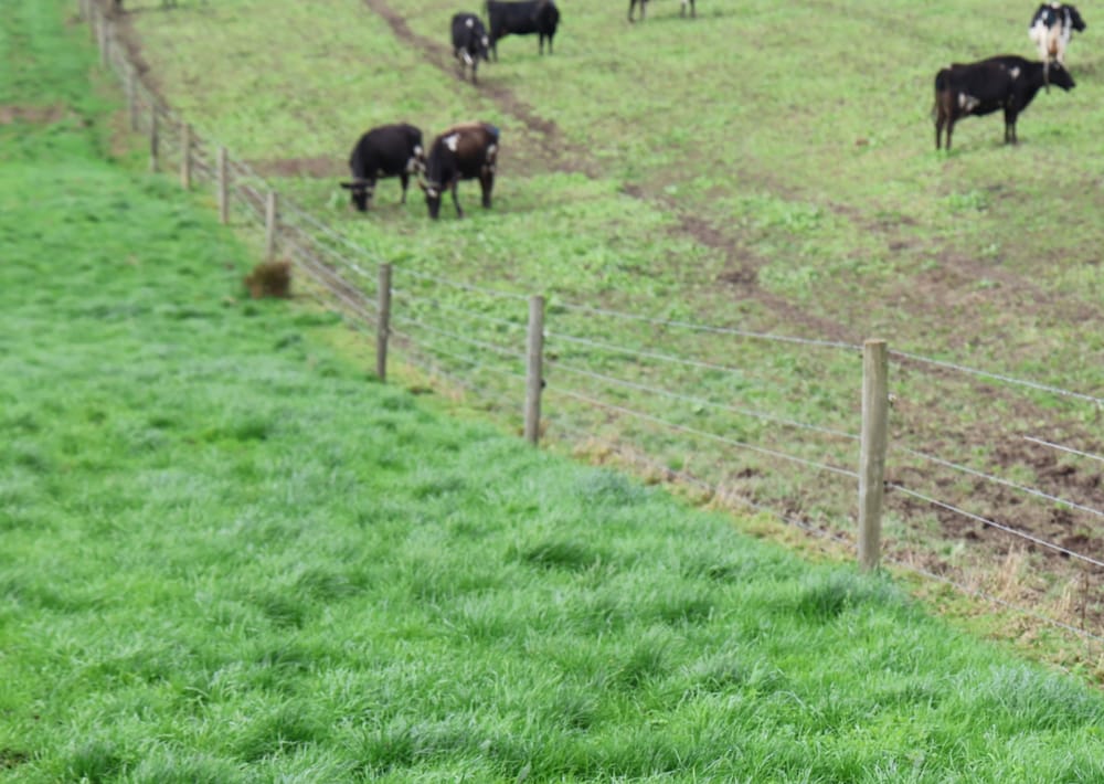 Criticism of South Gippsland's new local laws 'goes viral' post image