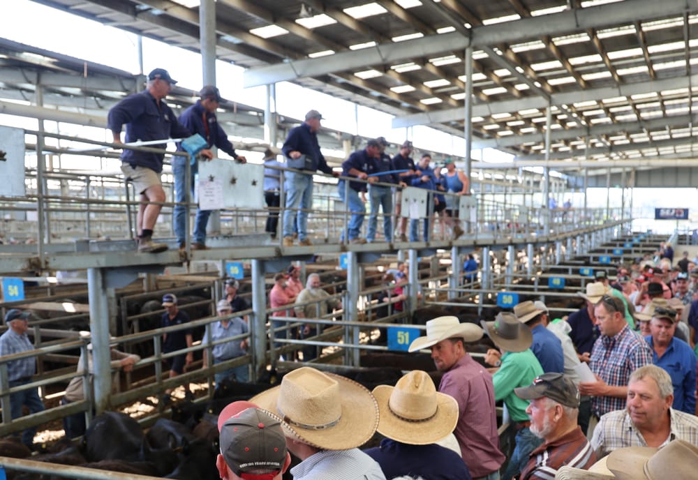 Weaners prices improve at Leongatha store sale post image