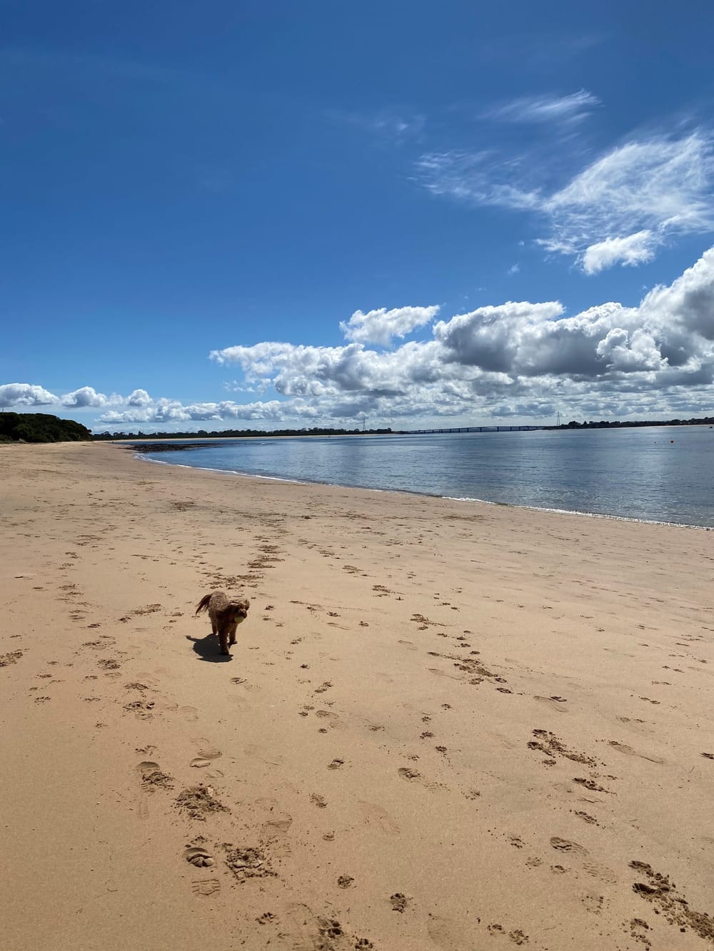 Dog poo on the table at council meeting post image