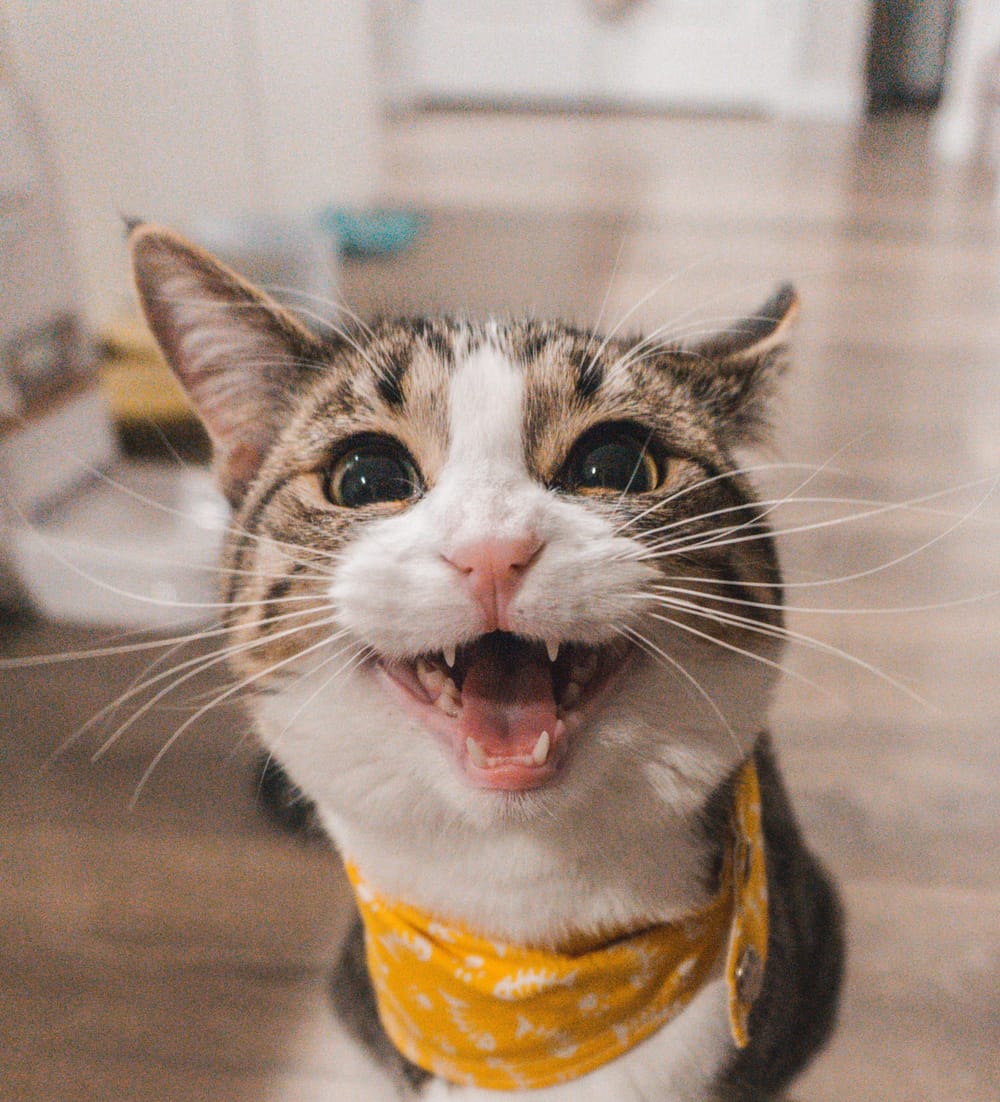 Start preparing to contain your cat post image