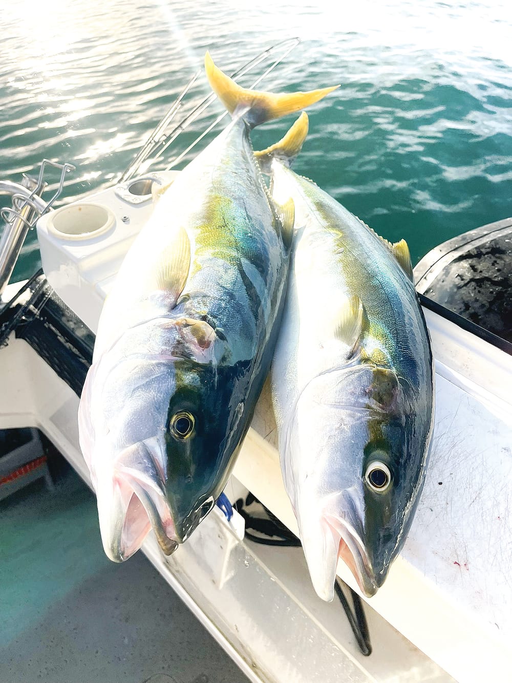 Angler support confirms kingfish bag limit change post image
