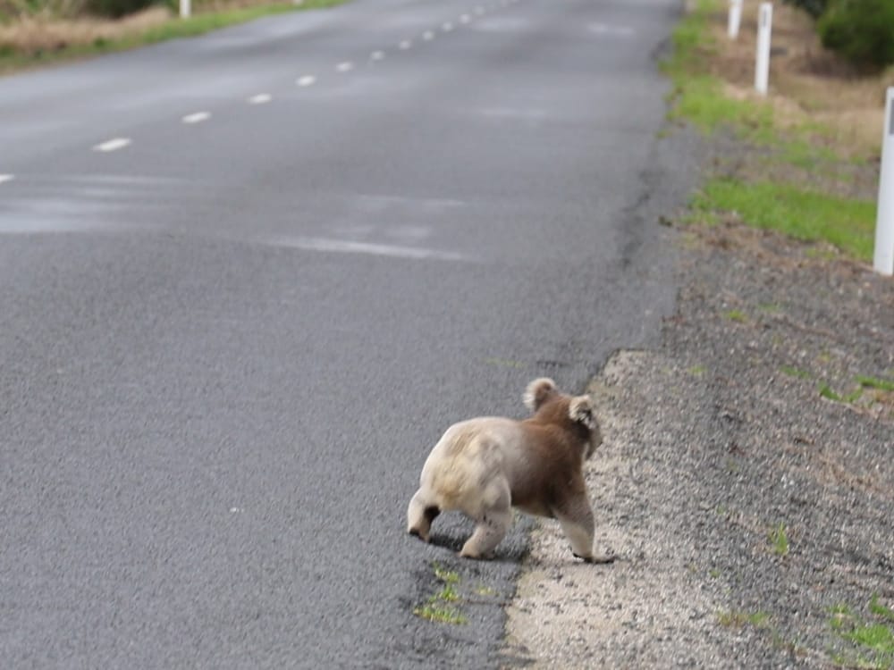 State shines spotlight on wildlife cruelty, boosts care services post image