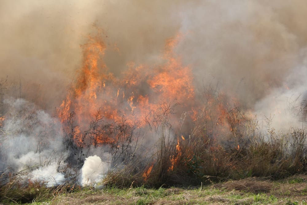 Ensure burn-offs are out ahead of windy weather post image