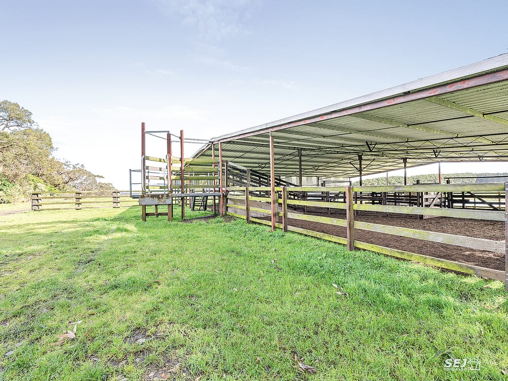 ‘Buffalo Pastoral’ post image