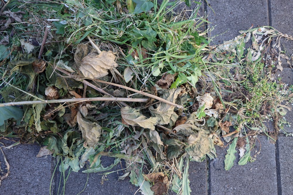 Free green waste disposal period about to open in South Gippsland Shire post image