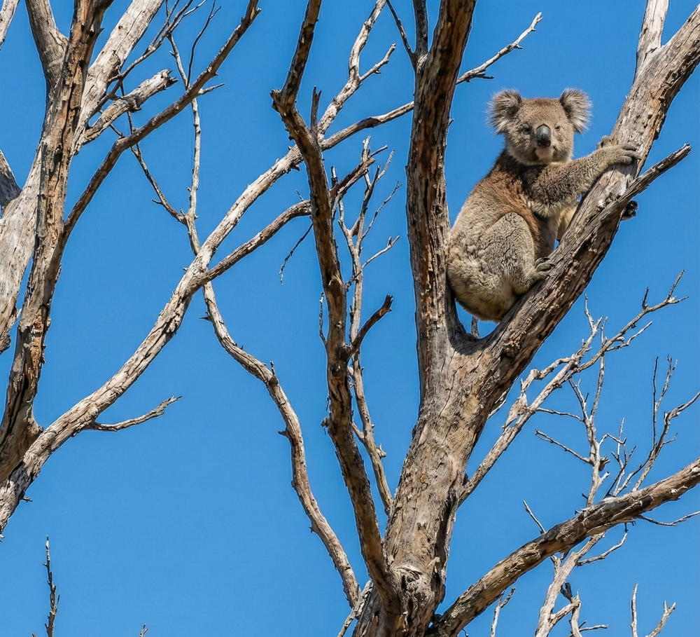 Doomed French Island koalas a symptom of management failure statewide post image