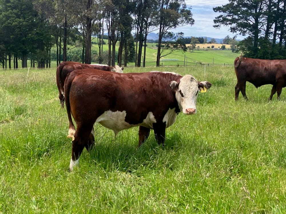 Beef Week 2026: Celebrating 35 years of the region’s best genetics post image