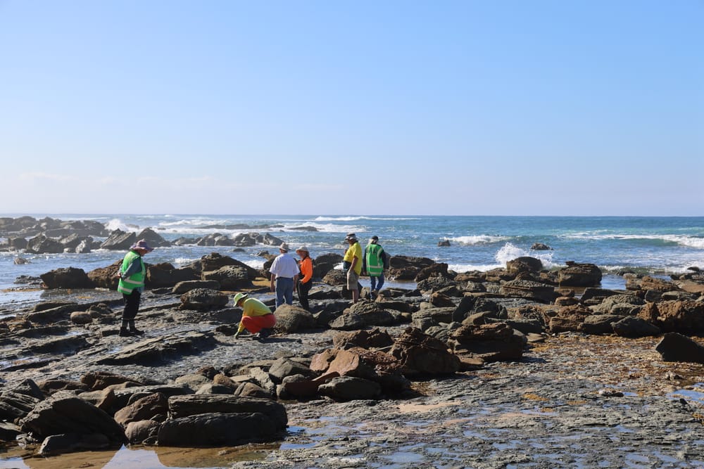 New ancient turtle species revealed on the Bass Coast post image