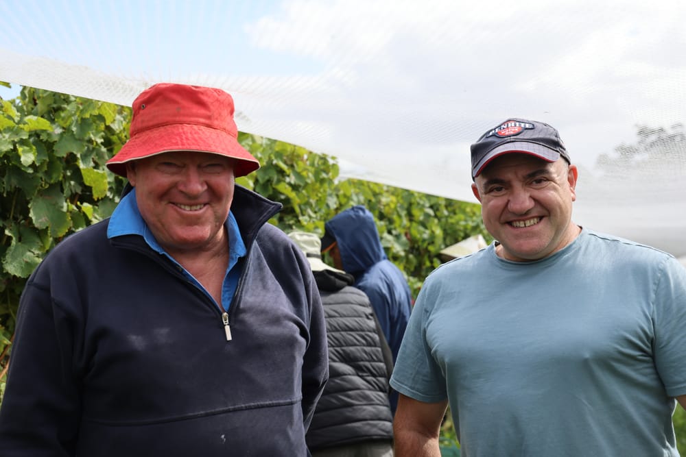 Late start to the Pinot harvest in South Gippsland post image