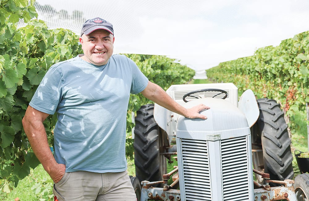 Harvest now underway at The Gurdies winery post image