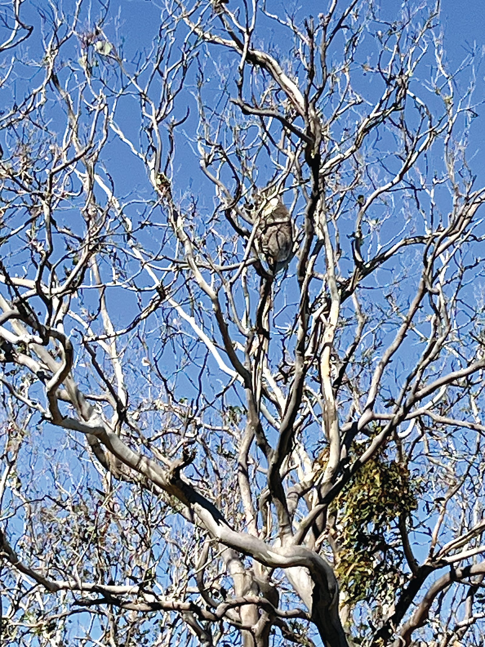 State acts on French Island koala crisis post image