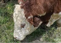 ‘Unless we’re stupid, the Emergency Services levy is gone’, says Scott Rae post image