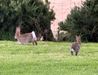 No action in rabbit eradication report, says Cr Bauer post image
