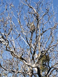 State acts on French Island koala crisis post image