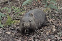 Case closed on latest Venus Bay wombat cruelty claims post image