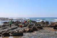 New ancient turtle species revealed on the Bass Coast post image