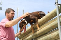 Crowd favourites return for the Foster Show post image