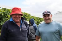 Late start to the Pinot harvest in South Gippsland post image