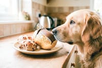 Keep your pets safe this Easter with simple precautions post image