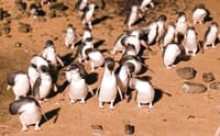 Phillip Island to host world penguin congress post image