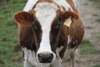 Keeping cow manure out of our rivers post image