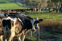 Frestine milk suppliers waiting in hope post image