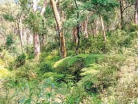 Panel to test Strzelecki Gums claims post image