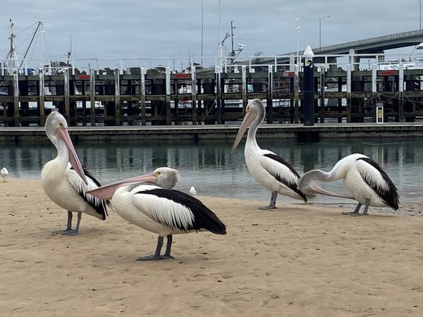 Anderson, San Remo, Phillip Island exposed to measles post image