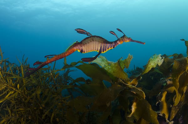 Magic in the mud: Sheree Marris to reveal Western Port secrets at Corinella post image