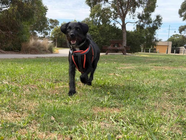 Is another ‘dogs on beaches’ battle looming for Bass Coast? post image