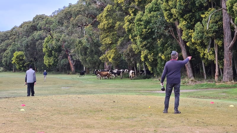 'Udderly' bizarre visitors at Leongatha Golf Club post image