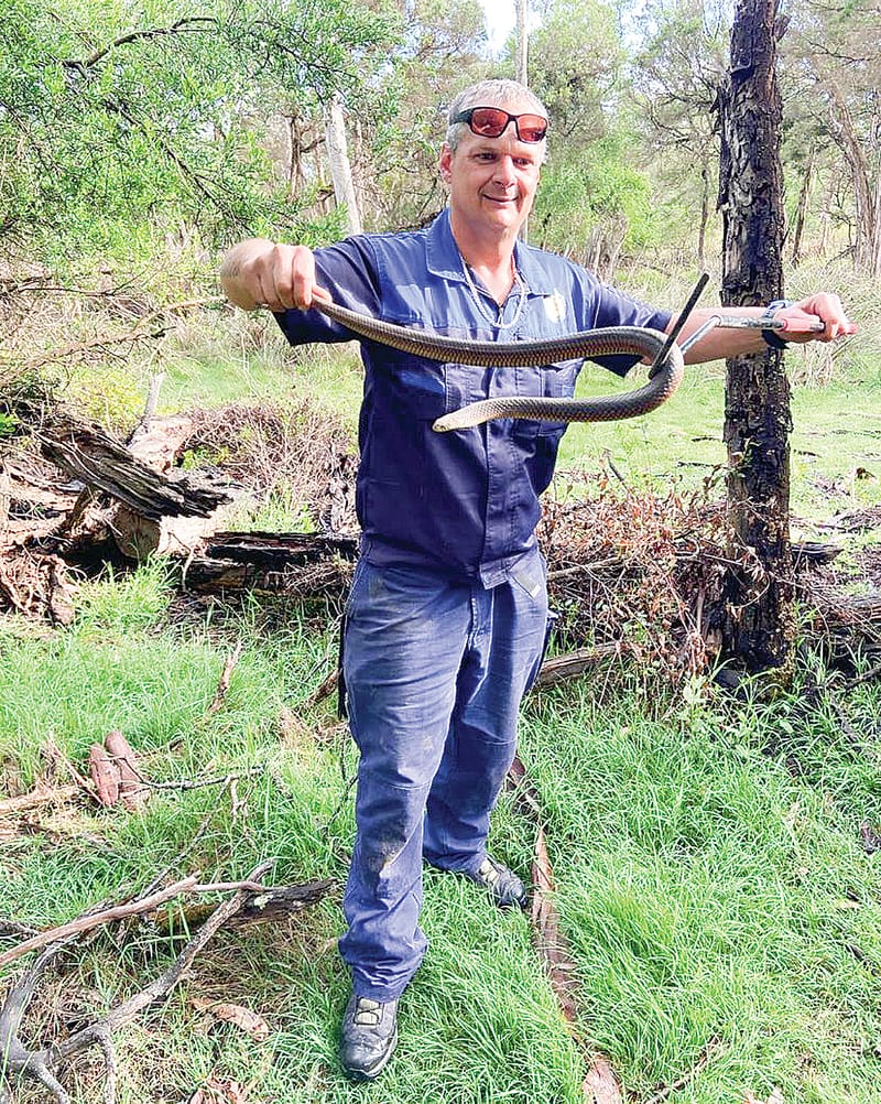 Snakes alive as snake catcher Kev comes to the rescue post image