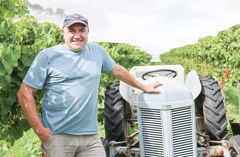 Harvest now underway at The Gurdies winery post image