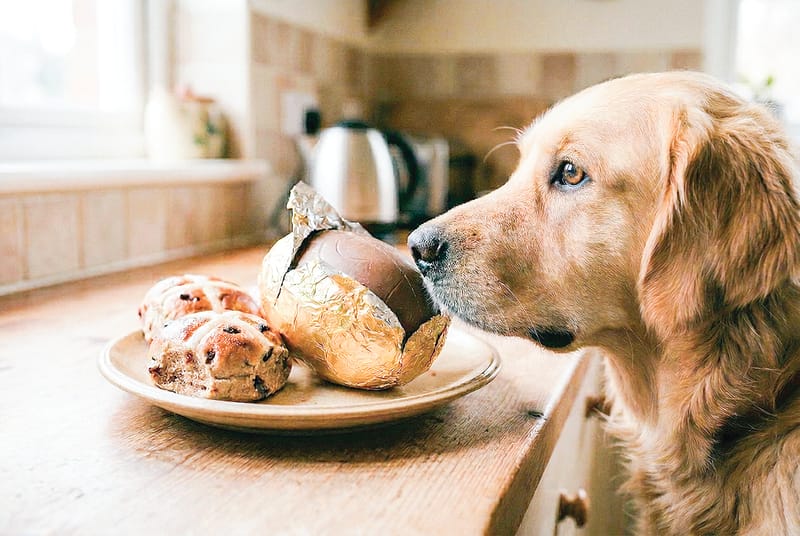 Keep your pets safe this Easter with simple precautions post image